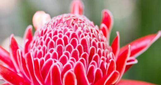 什么花的花语代表热烈和灿烂？如何用花表达热情？