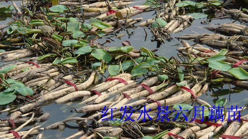 莲藕几月份成熟？如何判断莲藕的最佳采收时间？