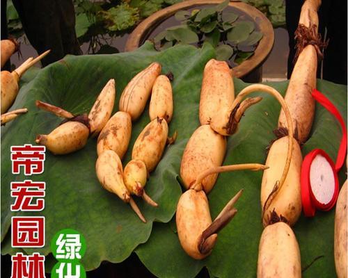 莲藕几月份成熟？如何判断莲藕的最佳采收时间？