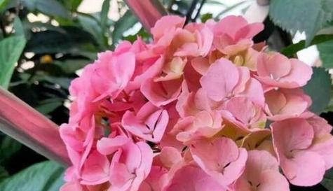 什么花代表热情？揭秘热情花语的花卉有哪些？
