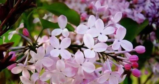 什么花代表热情？揭秘热情花语的花卉有哪些？