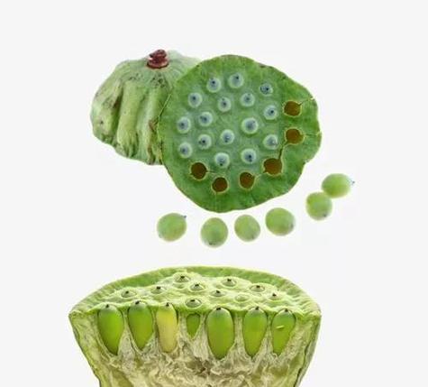 莲藕种植的最佳月份是什么时候？如何确保高产？