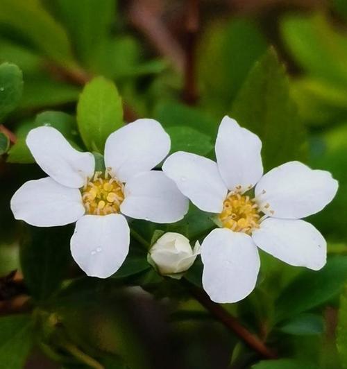 什么花代表忍耐？揭秘花语背后的含义是什么？