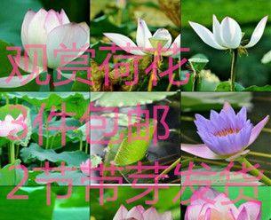 莲藕种植的最佳月份是什么时候？如何确保高产？