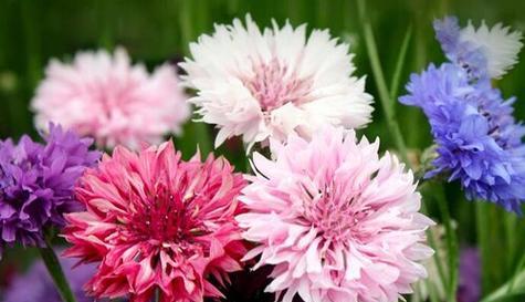 什么花代表忍耐？揭秘花语背后的含义是什么？