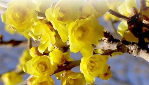 什么花代表善良？花语中善良的花有哪些？