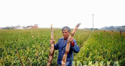 莲藕的最佳种植时间是什么时候？如何确保莲藕高产？