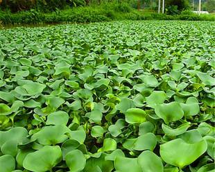 莲藕的最佳种植时间是什么时候？几月份种植最适宜？