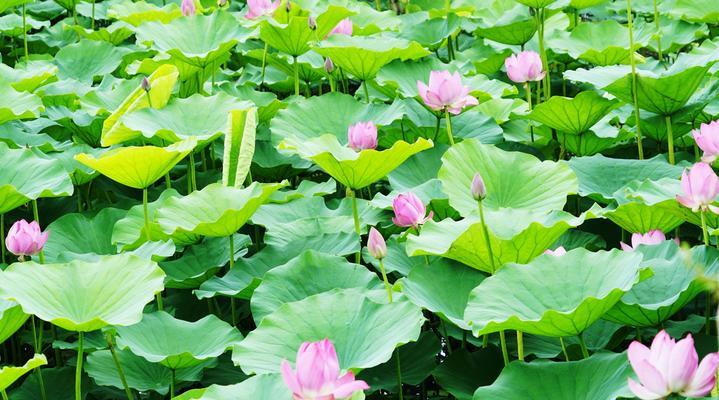 莲藕会开花吗？开花时是什么样的？