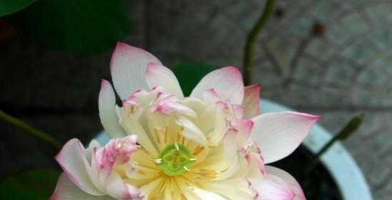 莲藕会开花吗？开花时是什么样的？