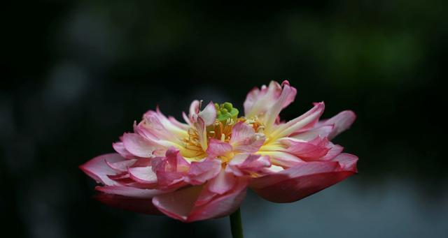 莲藕会开花吗？开花时是什么样的？