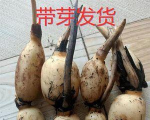 莲藕哪里产的最好吃？中国哪些地方的莲藕口感最佳？