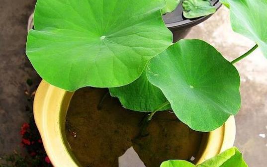莲藕盆栽种植方法是什么？哪种土壤最适合种植莲藕？