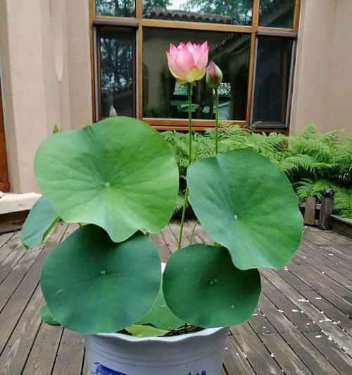 莲藕盆栽种植方法是什么？哪种土壤最适合种植莲藕？