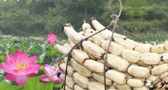 莲藕盆栽种植方法是什么？哪种土壤最适合种植莲藕？