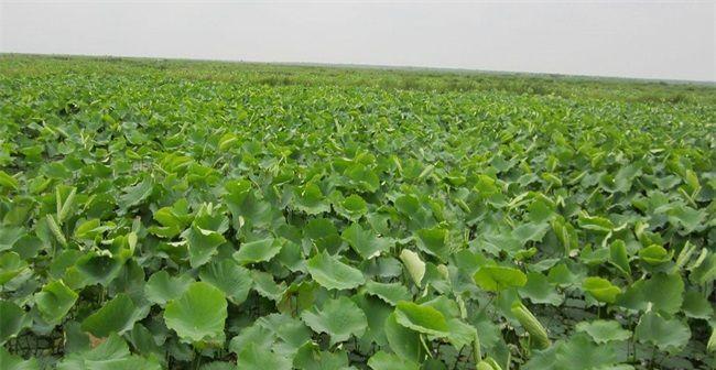 莲藕成熟收获时间是几月份？哪个季节是最佳收获期？