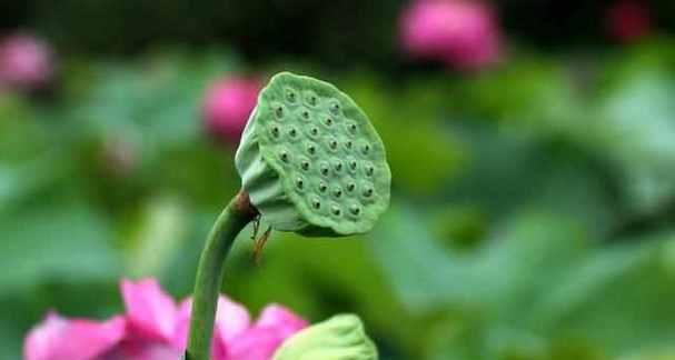 莲藕成熟收获时间是几月份？哪个季节是最佳收获期？