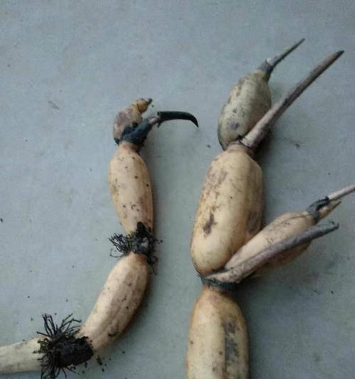 莲藕什么季节吃最好？如何挑选新鲜莲藕？