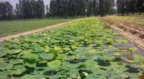 莲藕种植的最佳季节是什么时候？如何选择合适的种植时间？