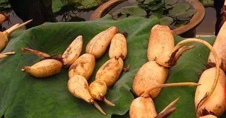 莲藕的最佳成熟季节是什么时候？如何判断莲藕是否成熟？