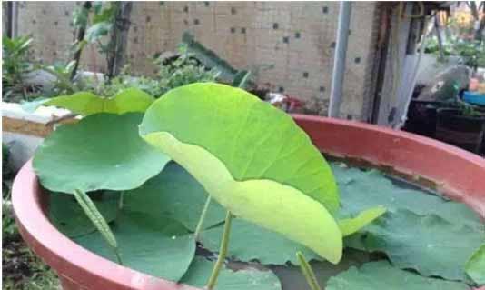 莲藕施什么肥最好？如何提高莲藕产量和品质？