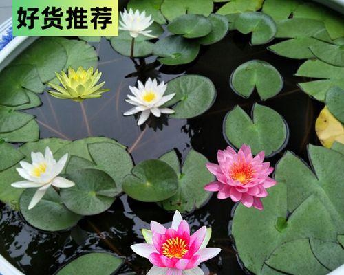 莲藕属于块根还是块茎？如何区分块根和块茎？
