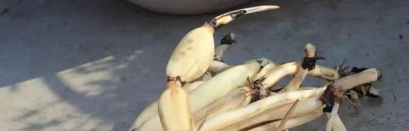 莲藕属于块根还是块茎？如何区分块根和块茎？