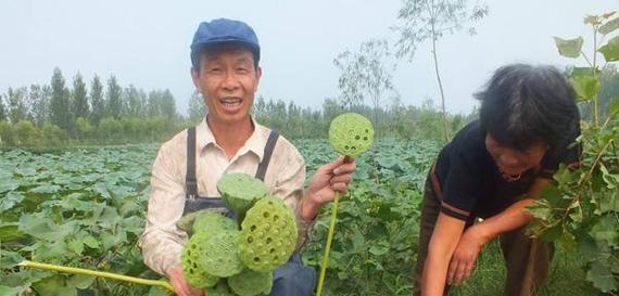 莲藕通常在哪个季节成熟？如何判断莲藕的成熟度？
