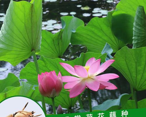 莲藕是什么植物？它有哪些营养价值和食用方法？