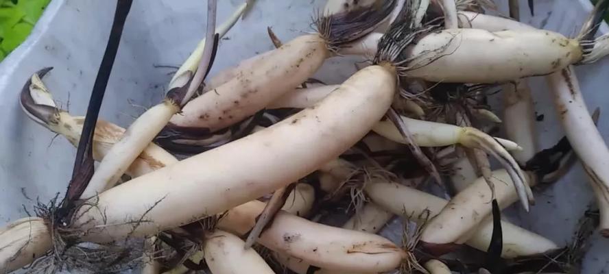 莲藕是什么植物？它有哪些营养价值和食用方法？