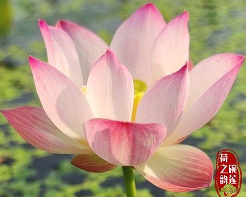 莲藕是水生植物吗？它的生长环境和特点是什么？