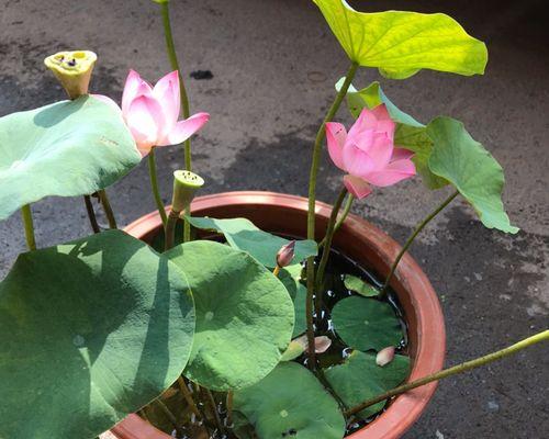 莲藕是水生植物吗？它的生长环境和特点是什么？