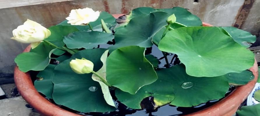 莲藕属于一年生还是多年生植物？常见疑问解答