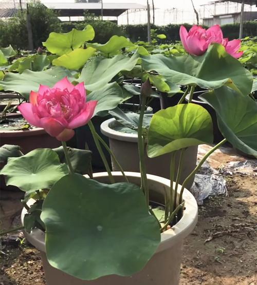 莲藕的生长周期是多久？一年种植一次吗？