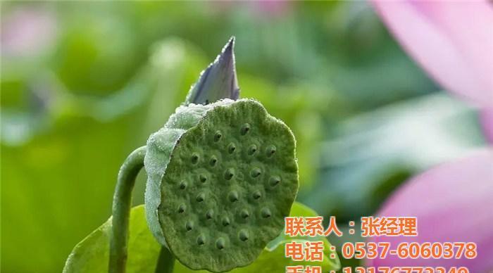 莲藕的生长周期是多久？一年种植一次吗？