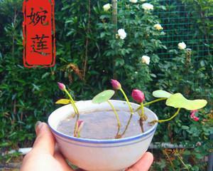 莲藕是哪种植物？有哪些常见种类？