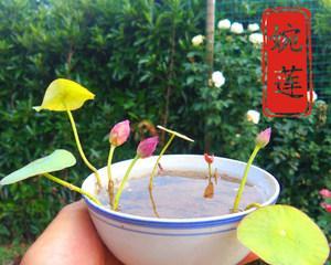 莲藕属于什么作物？它是水生植物还是陆生植物？