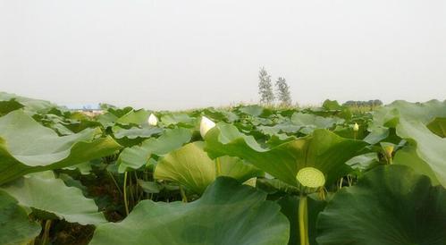 莲藕属于什么作物？它是水生植物还是陆生植物？