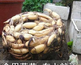 莲藕是否需要去皮？去皮与不去皮的口感和营养有何不同？