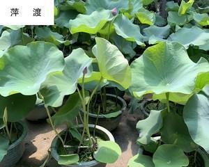 莲藕一年四季都有吗？哪个季节的莲藕最新鲜？