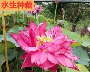 莲藕一年四季都有吗？哪个季节的莲藕最新鲜？