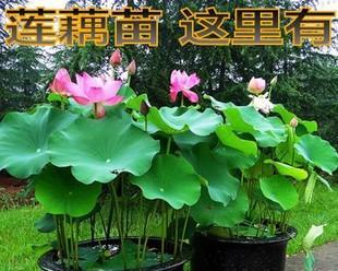 莲藕繁殖方法有哪些？繁殖过程中应注意哪些事项？