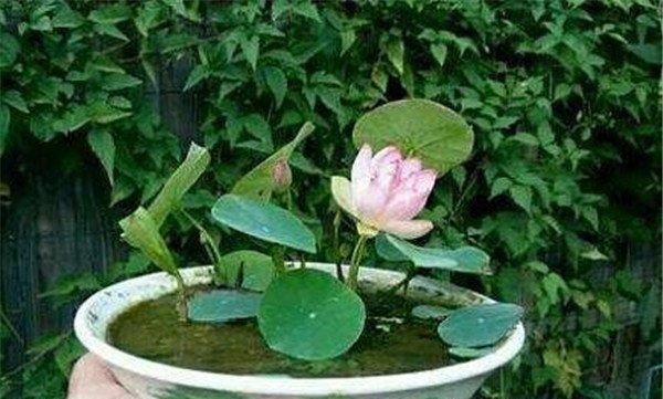 莲藕留种与种植方法有哪些常见问题？