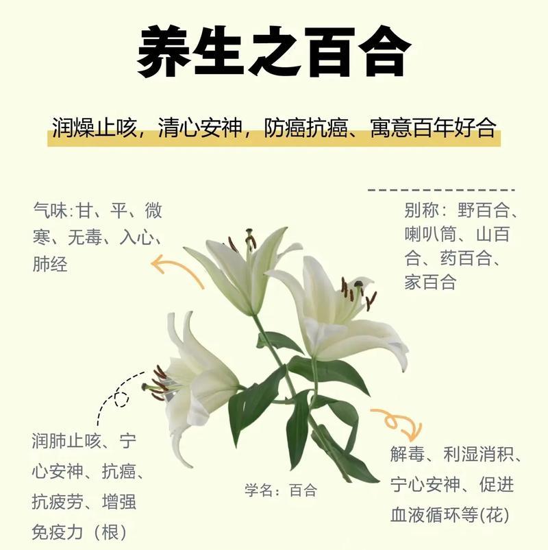 百合图案代表什么？一根百合图案有何特殊意义？