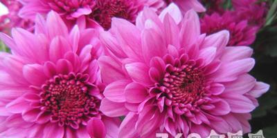 玫瑰花的花语化妆品是什么？玉米配套农药是什么意思？
