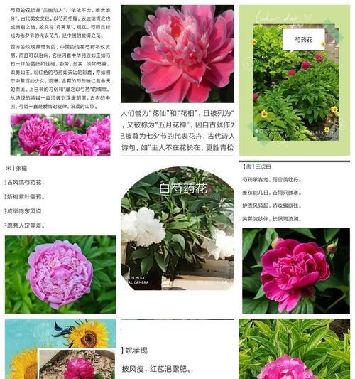 什么花的花语代表我？如何选择表达自我的花卉？