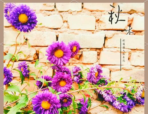 什么花的花语代表我？如何选择表达自我的花卉？