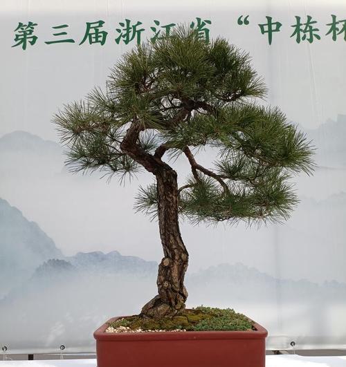 盆栽系列的主题含义是什么？