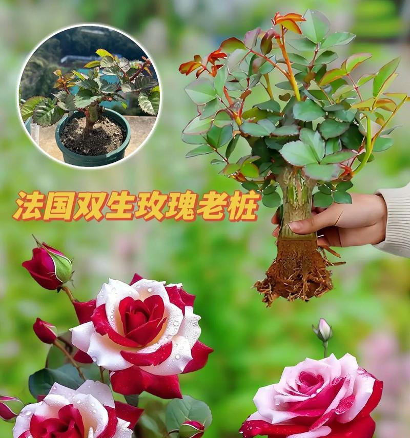玫瑰花送给外婆的寓意是什么？选择玫瑰花时应注意什么？