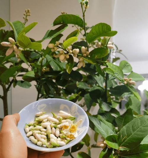 柠檬花通常寓意着什么？